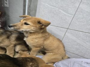 원주시동물보호센터에서 보호중인 유기된 강아지정보.