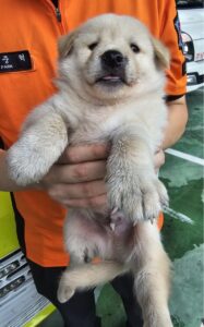 창녕 유기동물보호소에서 09월 22일 발견해서 보호하고 있는 강아지 정보입니다.