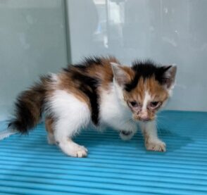 일산동물의료센터에서 09월 24일 발견해서 보호하고 있는 고양이 정보.
