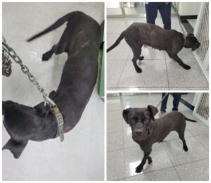 논산시 동물보호센터에서 보호하고 있는 유기된 강아지입니다.