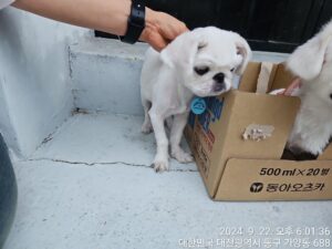 대전동물보호센터에서 보호중인 유기된 강아지안내합니다.