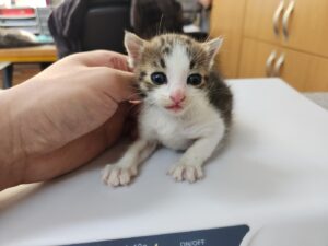 광주 동물보호소에서 보호중인 유기된 고양이소개합니다.