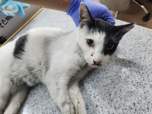 광주 동물보호소에서 보호중인 유기된 고양이입니다.