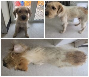 논산시 동물보호센터에서 보호하고 있는 유기된 강아지입니다.
