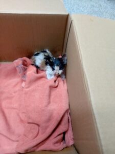 제일동물병원에서 09월 26일 발견해서 보호하고 있는 고양이 정보안내.