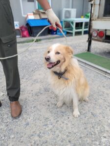 증평 가정견 훈련소에서 보호하고 있는 유기된 강아지안내드립니다.