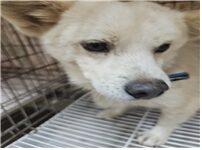 유기동물및관리협회에서 보호중인 유기된 강아지입니다.