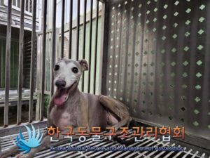 한국동물구조관리협회에서 09월 30일 발견해서 보호하고 있는 강아지 정보입니다.