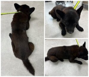 논산시 동물보호센터에서 보호중인 유기된 강아지안내합니다.