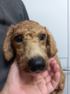 이성준동물병원에서 보호하고 있는 유기된 강아지안내드립니다.