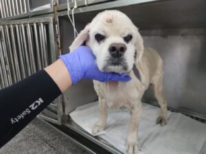 광주 동물보호소에서 보호하고 있는 유기된 강아지안내.