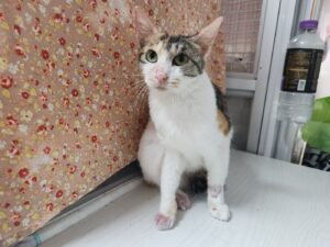 광주 동물보호소에서 10월 04일 발견해서 보호하고 있는 고양이 정보입니다.