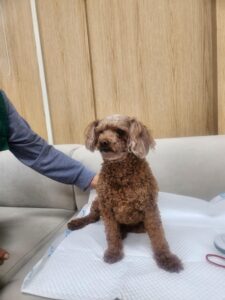 내품애센터에서 보호중인 유기된 강아지입니다.