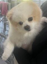 인천광역시수의사회에서 10월 10일 발견해서 보호하고 있는 강아지 정보안내.