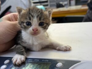 광주 동물보호소에서 보호중인 유기된 고양이입니다.