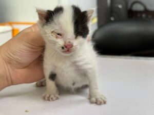 광주 동물보호소에서 10월 13일 발견해서 보호하고 있는 고양이 정보입니다.