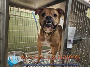 한국동물구조관리협회에서 보호중인 유기된 강아지안내드립니다.