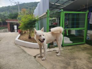 칠곡유기동물보호센터에서 보호하고 있는 유기된 강아지소개합니다.