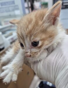 홍익동물병원에서 10월 15일 발견해서 보호하고 있는 고양이 정보안내.