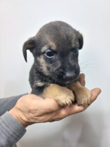 이성준동물병원에서 10월 15일 발견해서 보호하고 있는 강아지 정보안내.