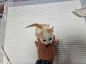 경동동물병원에서 보호중인 유기된 고양이안내드립니다.