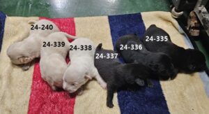 진해유기동물보호소에서 10월 16일 발견해서 보호하고 있는 강아지 정보안내.