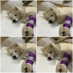 천안시 동물보호센터에서 보호하고 있는 유기된 강아지입니다.