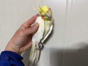 한국야생동물보호협회에서 10월 18일 발견해서 보호하고 있는 동물 정보안내.