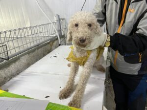 인천광역시수의사회에서 10월 21일 발견해서 보호하고 있는 강아지 정보입니다.