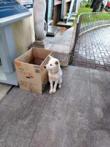 제일동물병원에서 보호하고 있는 유기된 강아지안내드립니다.