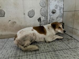 광주 동물보호소에서 10월 28일 발견해서 보호하고 있는 강아지 정보입니다.