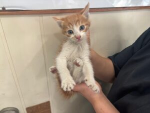 가정동물병원에서 10월 31일 발견해서 보호하고 있는 고양이 정보입니다.