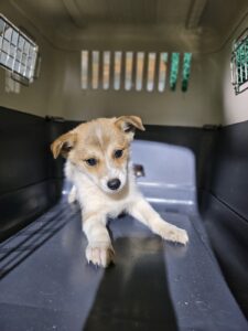 정읍시 동물보호소에서 11월 01일 발견해서 보호하고 있는 강아지 정보안내.