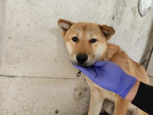 광주 동물보호소에서 11월 01일 발견해서 보호하고 있는 강아지 정보안내.