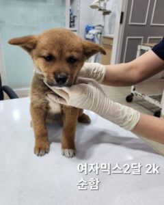 옥천동물병원에서 보호중인 유기된 강아지안내.