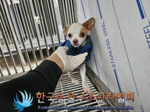 한국동물구조관리협회에서 11월 04일 발견해서 보호하고 있는 강아지 정보.