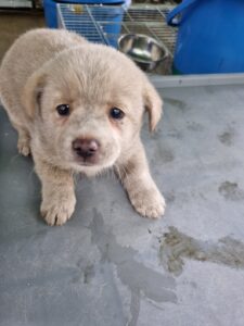 정읍시 동물보호소에서 11월 06일 발견해서 보호하고 있는 강아지 정보.
