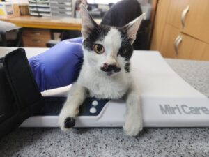 광주 동물보호소에서 11월 06일 발견해서 보호하고 있는 고양이 정보.