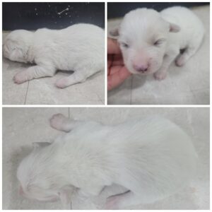 논산시 동물보호센터에서 11월 05일 발견해서 보호하고 있는 강아지 정보.