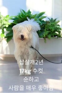 성주유기동물보호센터에서 11월 06일 발견해서 보호하고 있는 강아지 정보.