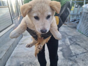 양산시 동물보호센터에서 11월 05일 발견해서 보호하고 있는 강아지 정보안내.