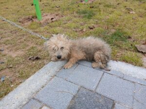 청도군동물보호소에서 보호중인 유기된 강아지안내.