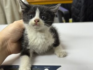 광주 동물보호소에서 보호중인 유기된 고양이안내.