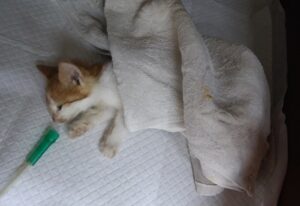 산타클라라동물병원에서 11월 11일 발견해서 보호하고 있는 고양이 정보안내.
