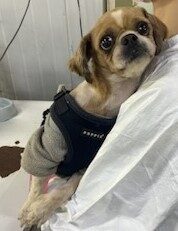 인천광역시수의사회에서 보호중인 유기된 강아지입니다.