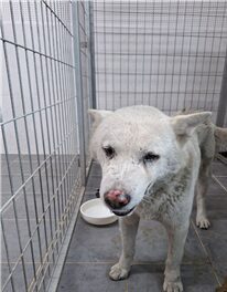 유기동물 삼호 보호소에서 보호중인 유기된 강아지소개합니다.