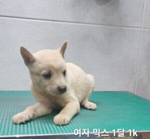 옥천동물병원에서 보호하고 있는 유기된 강아지소개합니다.