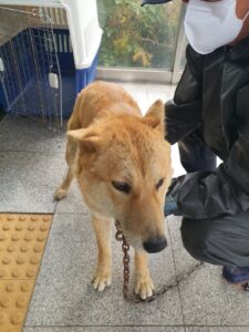 구미시 동물보호센터에서 11월 15일 발견해서 보호하고 있는 강아지 정보입니다.