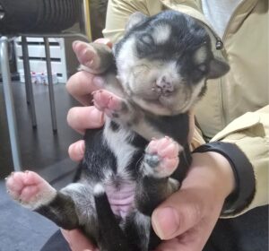 정읍시 동물보호소에서 11월 16일 발견해서 보호하고 있는 강아지 정보안내.