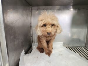광주 동물보호소에서 11월 22일 발견해서 보호하고 있는 강아지 정보.
